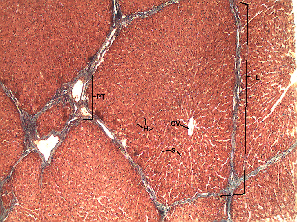 Pig Liver 4x | Histology